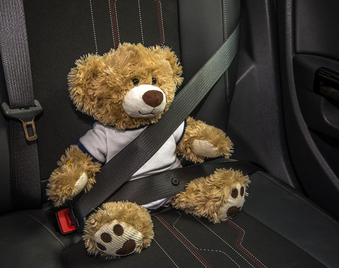Teddy sitzt angeschnallt auf dem Rücksitz eines Autos